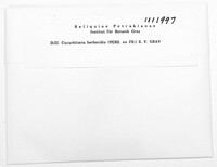 Cucurbitaria berberidis image